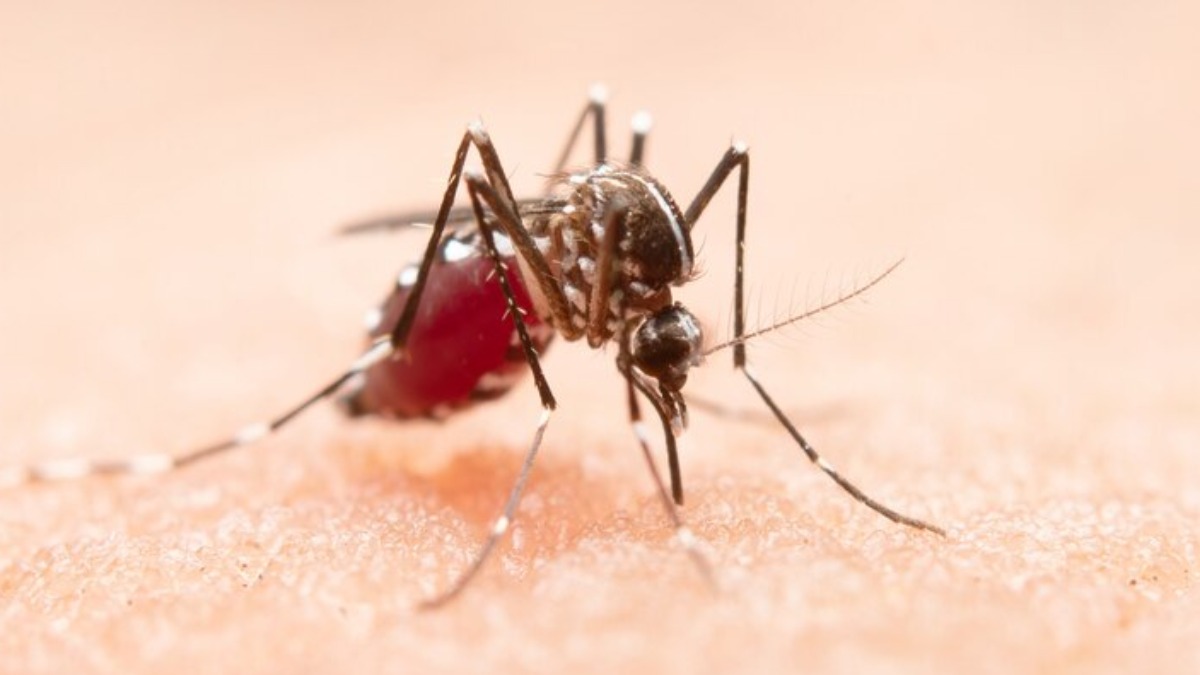 Dengue é mais perigosa em crianças? Veja sintomas e formas de prevenção – Tudo EP