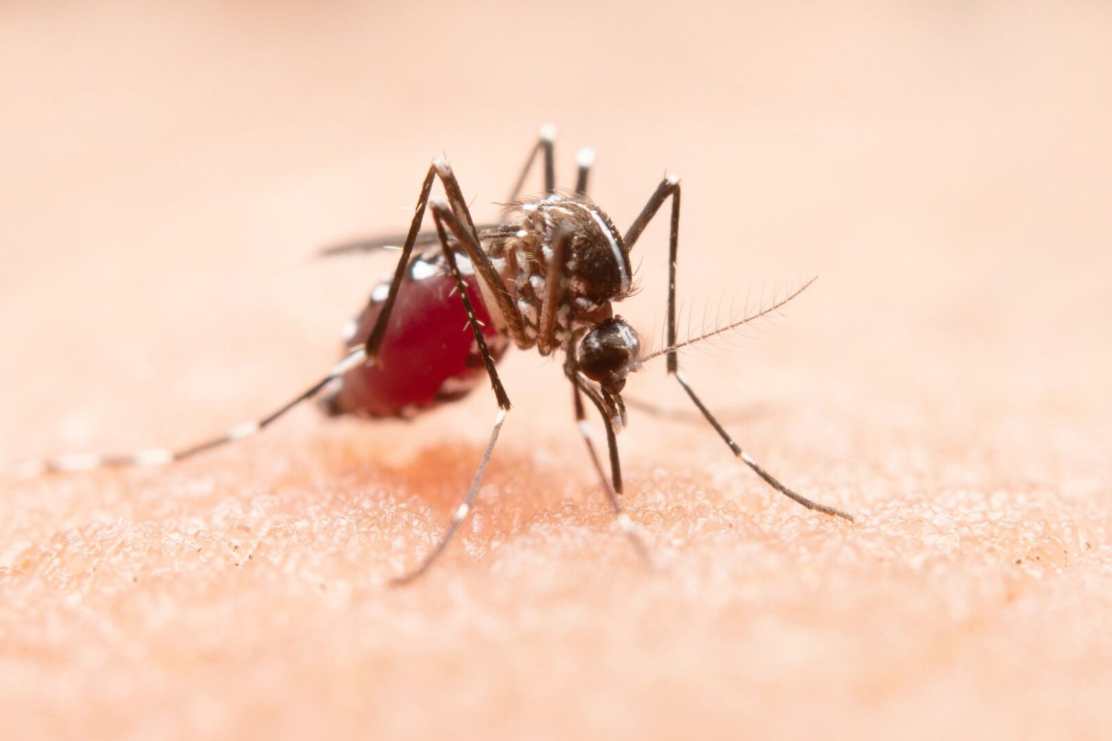 Sociedade de Medicina alerta sobre agravamento de dengue em crianças e dá dicas de prevenção